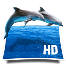 Dolphins Live Wallpaper APK