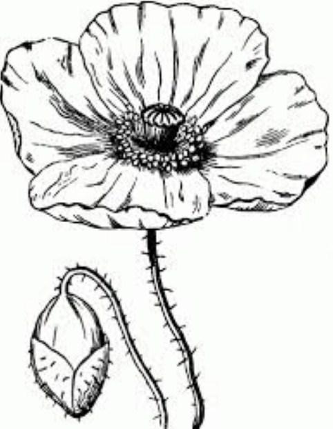 Draw Flower Easy for Android - APK Download