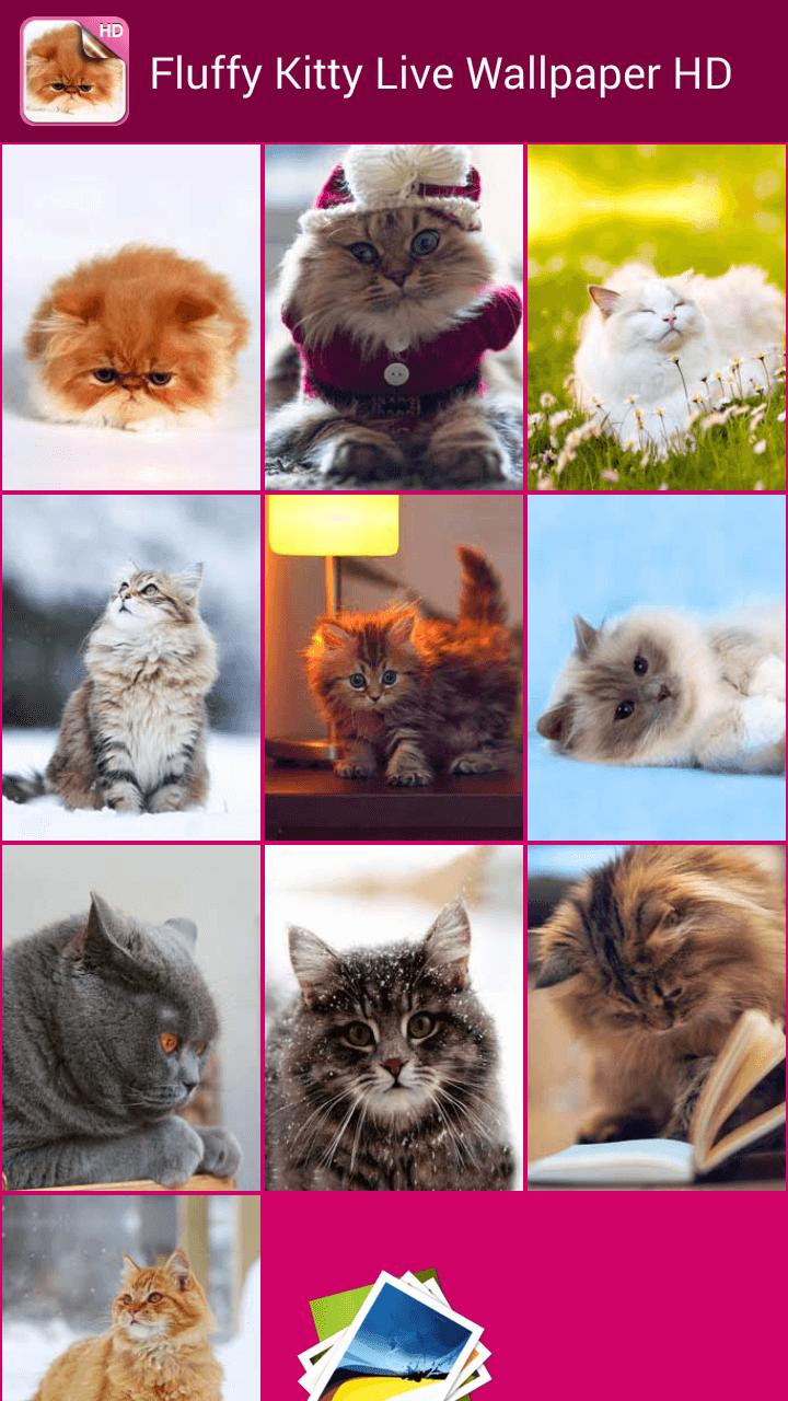 Download 52+ Background Cantik Kucing HD Paling Keren