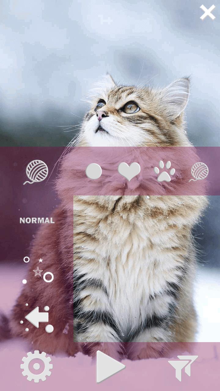 Kucing Wallpaper Hidup Hd For Android APK Download