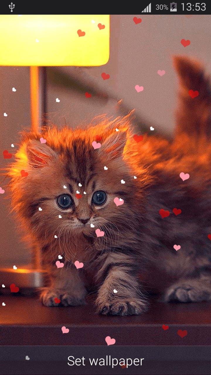 Kucing Wallpaper Hidup Hd For Android APK Download