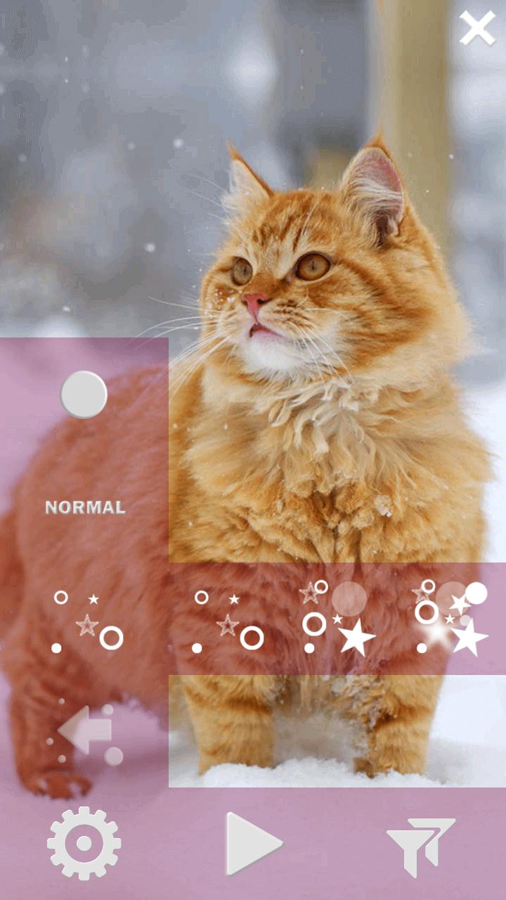 Kucing Wallpaper Hidup Hd For Android APK Download