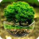 Bonsai Wallpaper APK