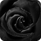 Black Rose Live Wallpaper icône