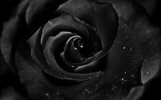 Black Rose Live Wallpaper capture d'écran 2