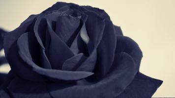 3 Schermata Black Rose Live Wallpaper
