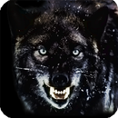 Black Wolf Wallpaper APK