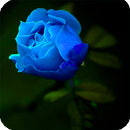 Blue Rose Wallpaper APK