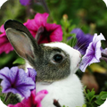 Bunny Wallpaper