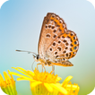 Butterfly Live Wallpaper