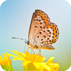 Butterfly Live Wallpaper icono