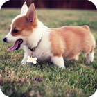 Corgi Wallpaper simgesi