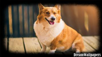 Corgi Wallpaper تصوير الشاشة 3