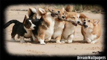 Corgi Wallpaper 截圖 1