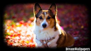 Corgi Wallpaper Ekran Görüntüsü 2