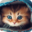 Cute Cats Live Wallpaper