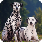 Dalmatian Live Wallpaper Zeichen