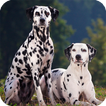 Dalmatian Live Wallpaper