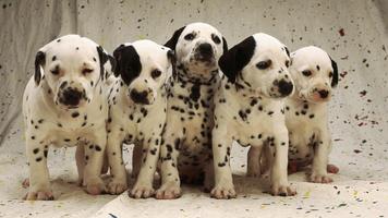 Dalmatian Live Wallpaper পোস্টার