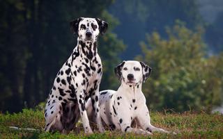 Dalmatian Live Wallpaper স্ক্রিনশট 1