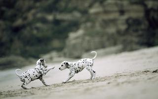 Dalmatian Live Wallpaper Screenshot 2