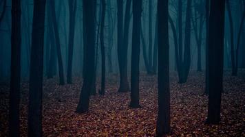 Dark Forest Live Wallpaper скриншот 2