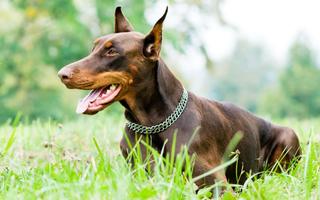 Doberman Dog Live Wallpaper 截图 1