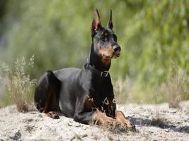 Doberman Dog Live Wallpaper ảnh chụp màn hình 3