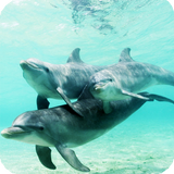 Dolphins Wallpaper ไอคอน