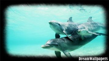 Dolphins Wallpaper Affiche