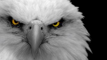 Eagle Live Wallpaper الملصق