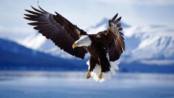 Eagle Live Wallpaper تصوير الشاشة 1