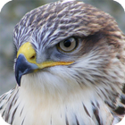 Falcon Live Wallpaper-icoon
