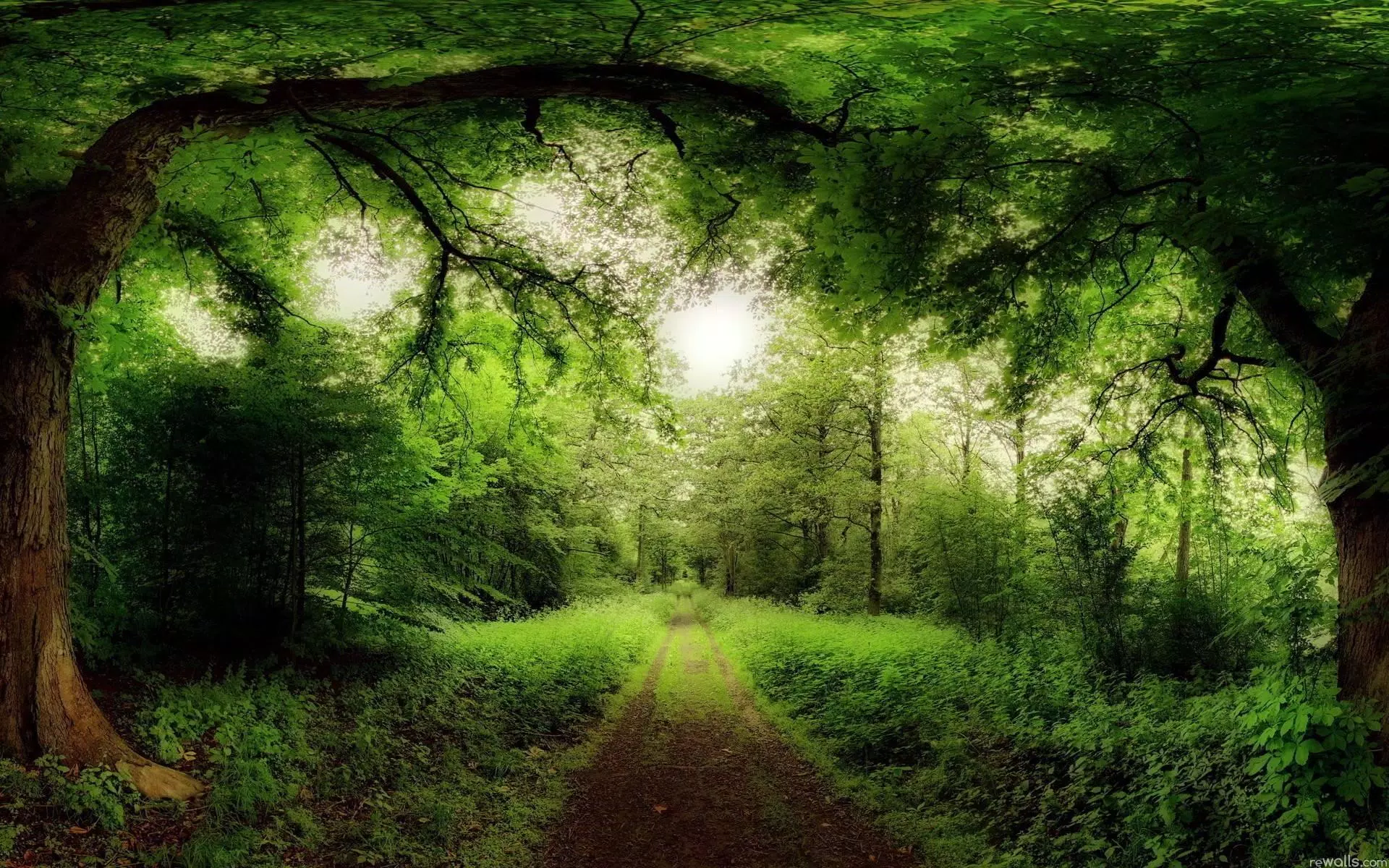 Forest Live Wallpaper APK pour Android Télécharger Forest Live Wallpaper APK pour Android Télécharger