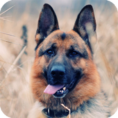 German Sheperd Live Wallpaper icon