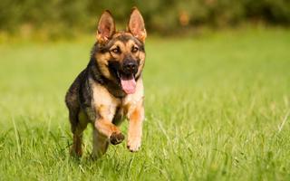 German Sheperd Live Wallpaper 截圖 2