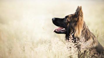 3 Schermata German Sheperd Live Wallpaper