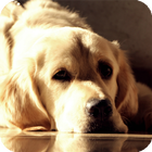 Icona Golden Retriever Wallpaper