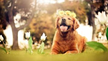 Golden Retriever Wallpaper ภาพหน้าจอ 1