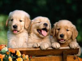 Golden Retriever Wallpaper ภาพหน้าจอ 2