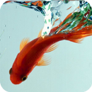 Goldfish Live Wallpaper APK