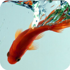 Goldfish Live Wallpaper icône