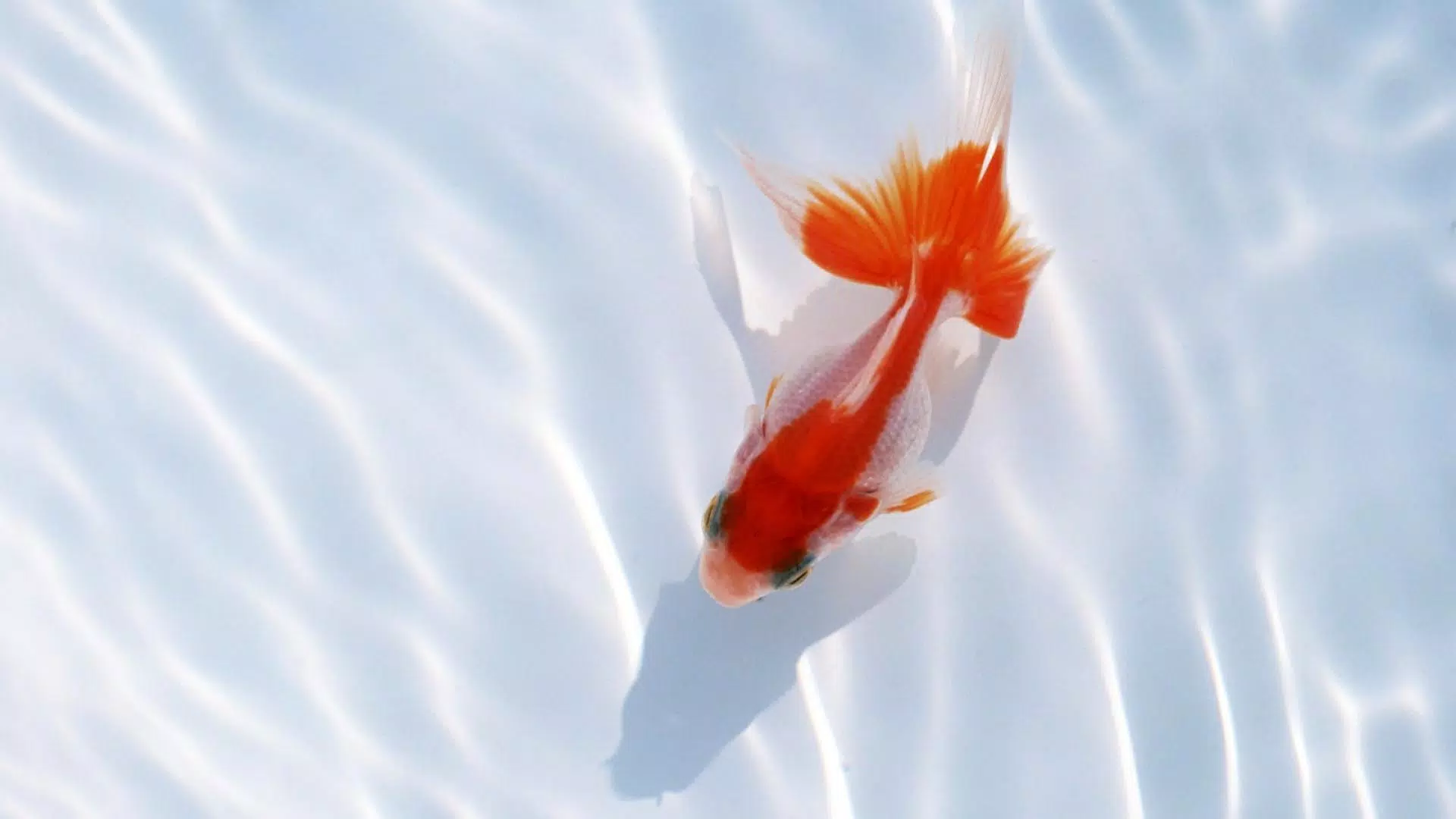 gold fish animated wallpaper