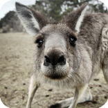 Kangaroo Live Wallpaper