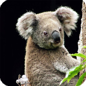 Koala Wallpaper icon