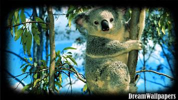 Koala Wallpaper 截圖 3