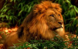 Lion Animal Live Wallpaper imagem de tela 3