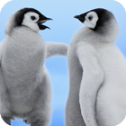 Penguins Live Wallpaper আইকন