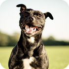 Pitbull Dog Live Wallpaper icon