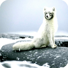 Arctic Fox Wallpaper icône